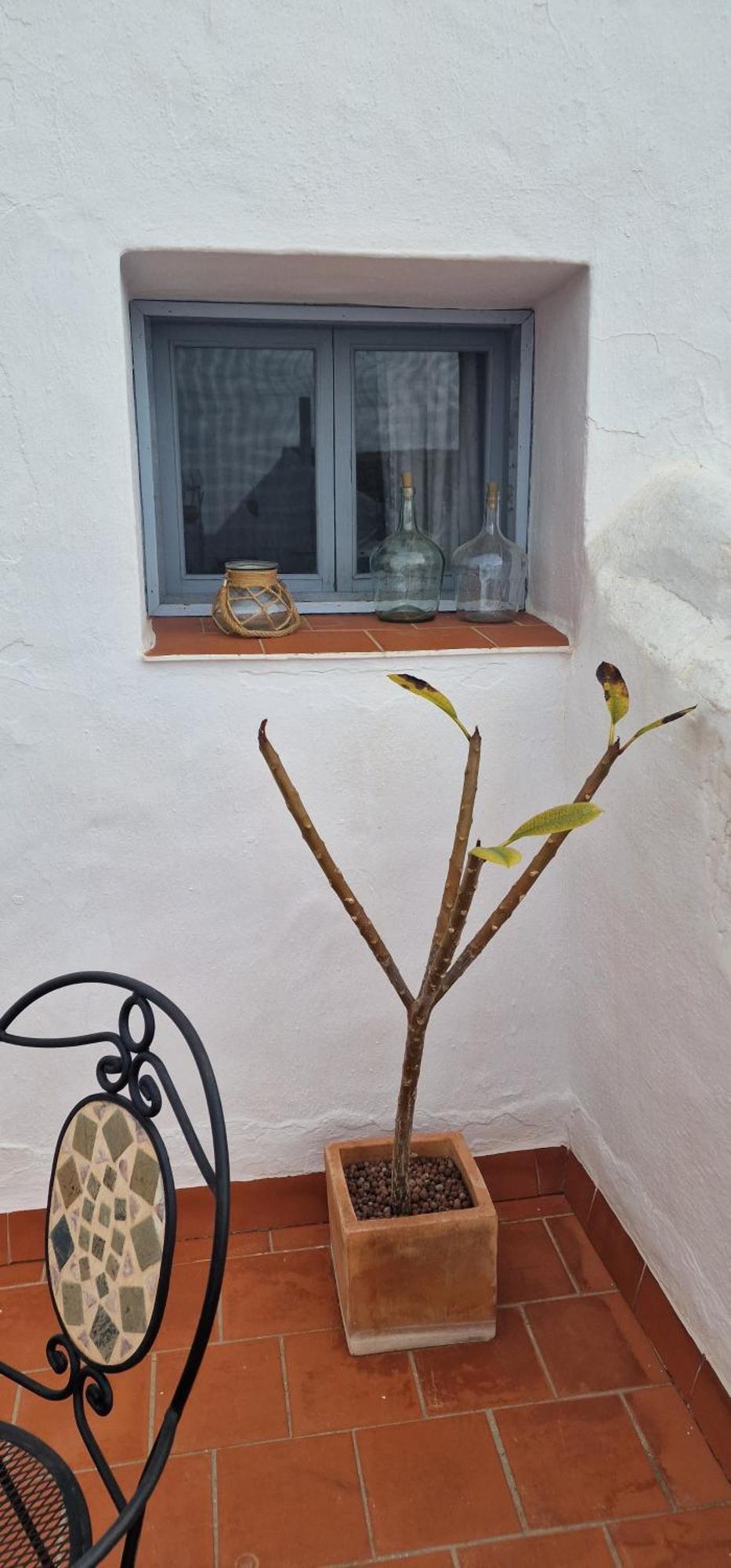 La Casa De Abuela Habitaciones Con Bano Compartido En El Casco Historico De Frigiliana "Solo Adultos" Zewnętrze zdjęcie